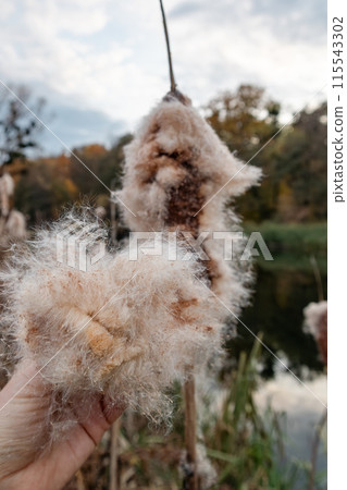 Hand Holding Autumnal Reeds Cattail Fluff by River 115543302