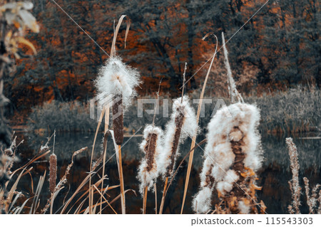 Autumn reeds cattail fluff cotton on riverside 115543303