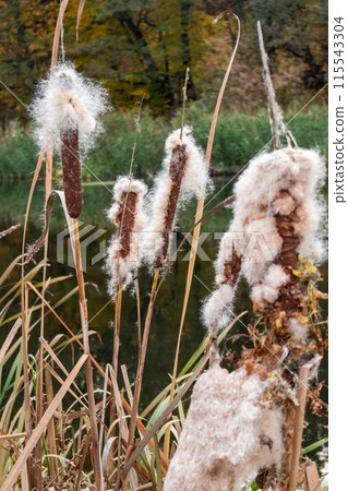 Autumn reeds cattail fluff cotton on riverside 115543304