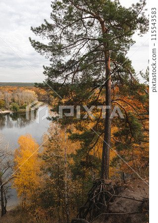 Tall pine tree on riverside hill in autumn Tall pine tree on riverside hill in autumn 115543583