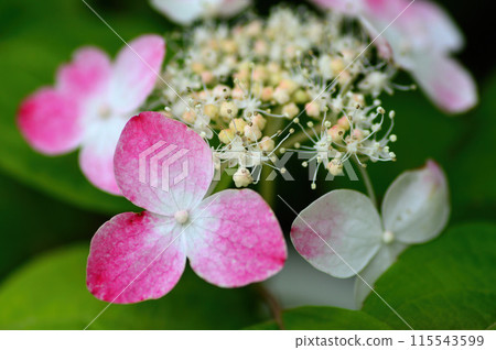 繡球花開始變紅 115543599