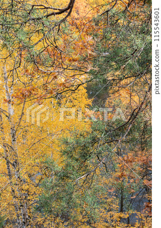 Tall pine tree on riverside hill in autumn Tall pine tree on riverside hill in autumn 115543601