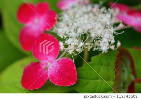 紅色繡球花的特寫 115543602