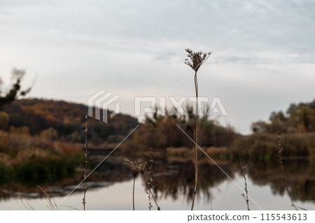 Autumn Scenery Dry Grass by the Riverside 115543613