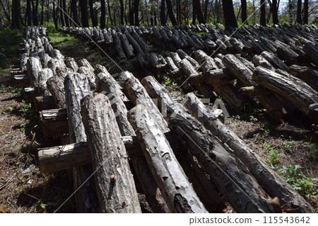 Mushroom log cultivation 115543642