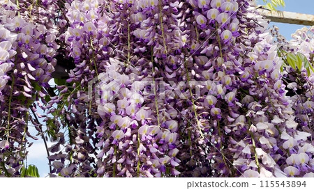 Blooming Wisteria Sinensis with scented classic purple flowersin full bloom in hanging racemes on the wind closeup. Garden with wisteria in spring. Blooming Wisteria Sinensis with scented classic purple flowersin full bloom in hanging racemes on the wind closeup. Garden with wisteria in spring. 115543894