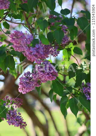 bushes of blooming lilac in city, beautiful purple flowering trees in park or in meadow bushes of blooming lilac in city, beautiful purple flowering trees in park or in meadow 115543904