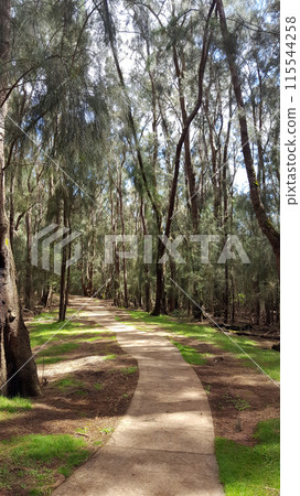 Concrete pathway in forest of ironwood trees 115544258