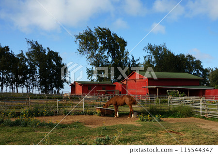 Horse eats at North Shore Stable 115544347