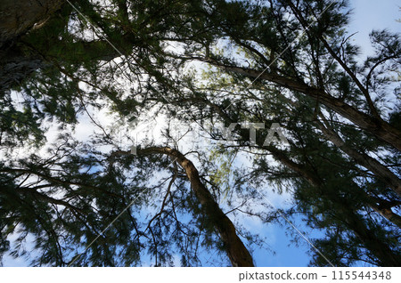 Branches of Ironwood trees and Sky 115544348