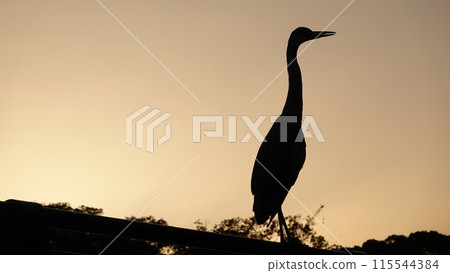 Heron Heron 115544384
