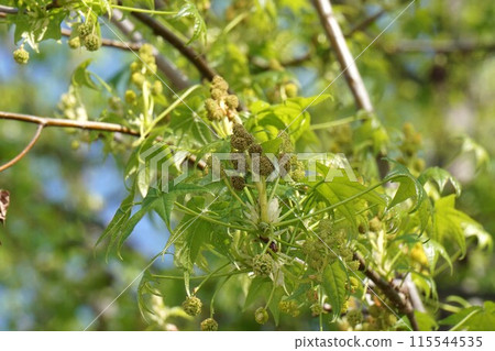 Momigiba水牛花和年輕葉子 115544535