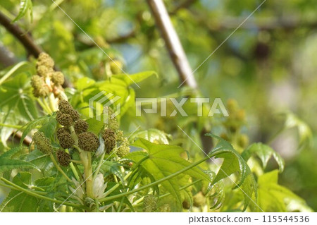 Momigiba水牛花和年輕葉子 115544536