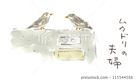 Watercolor illustration of a starling couple having a conversation on a fence 115544588