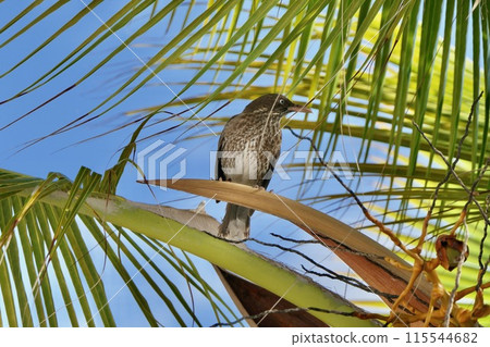 Thrush on a coconut palm Thrush on a coconut palm 115544682