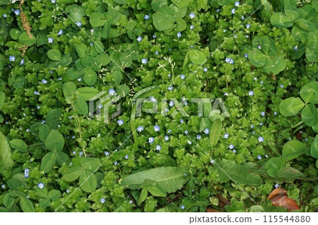Flower of Ouninnu-noguri 115544880