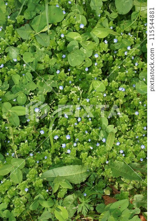 Ouninnu-noguri花 115544881