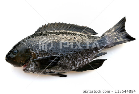 A prepared black porgy with its scales and innards removed 115544884