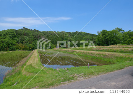 <Shimane Prefecture> Okuizumo Town, Ohara Shinden rice terraces, May 115544993
