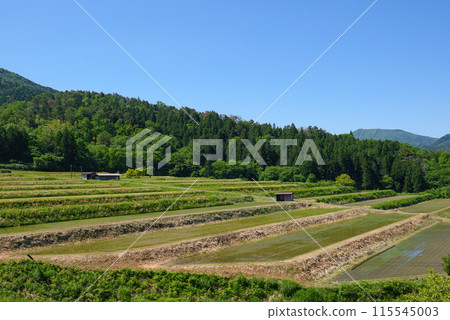 <Shimane Prefecture> Okuizumo Town, Ohara Shinden rice terraces, May <Shimane Prefecture> Okuizumo Town, Ohara Shinden rice terraces, May 115545003