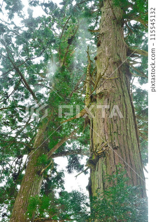 慈光寺參道(新潟縣) 慈光寺參道(新潟縣) 115545132