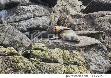 Young fur seal breasfeeding Young fur seal breasfeeding 115545158