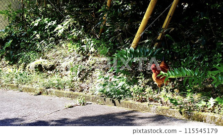 Wild chickens on the mountain path leading to the Fujimi Pass observatory in Niijima, Izu Islands 115545179