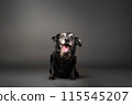 Design Old Ugly Short Dog with Sticked its Tongue Out On Black Background. Horizontal Mockup. Copy Space. Breeding. Dog Training Or Pet Clinic. Canine Emotions. AI Generated 115545207