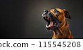 Design Barking Brown Playful Pit Bull Terrier On Black Background. Horizontal Mockup. Copy Space. Breeding. Dog Training Or Pet Clinic. Canine Emotions. AI Generated 115545208