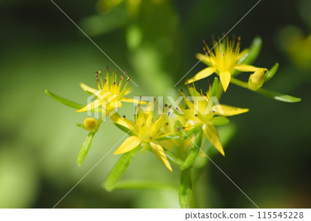Close-up of a daisy flower 115545228
