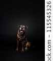Design Old Ugly Skinny Dog with Sticked its Tongue Out, Sitting on Floor On Black Background. Vertical Mockup. Copy Space. Breeding. Dog Training Or Pet Clinic. Canine Emotions. AI Generated 115545326