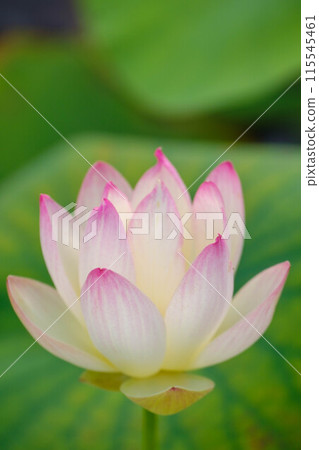 千六堂公園哈斯 千六堂公園哈斯 115545461