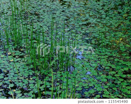 Spring-fed wetland plant communities 115545490