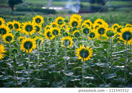 Sunflower in full bloom Sunflower in full bloom 115545552