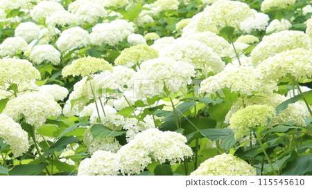 白色繡球花安娜貝爾生長成簇 白色繡球花安娜貝爾生長成簇 115545610