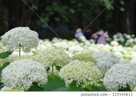 安娜貝爾成群生長 115545611