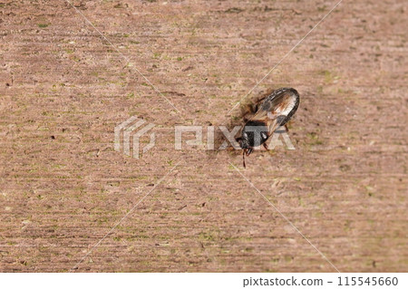 生物:昆蟲:日本椿象,成群在櫸樹的樹皮下越冬。夏季活躍時很少見 生物:昆蟲:日本椿象,成群在櫸樹的樹皮下越冬。夏季活躍時很少見 115545660