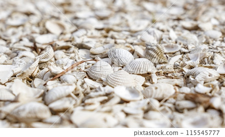 Close-up of a beautiful collection of assorted seashells on sandy beach with serene ocean background 115545777