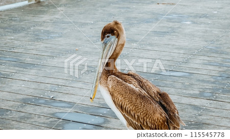 Close-up shot of a brown pelican standing on a weathered wooden dock 115545778