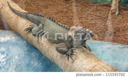 Portrait of a Reptilian Friend The Fascinating Iguana with Mesmerizing Blue-Green Eye Portrait of a Reptilian Friend The Fascinating Iguana with Mesmerizing Blue-Green Eye 115545782