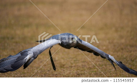 鷹禿鷹飛過地面的飛行場景 115545957