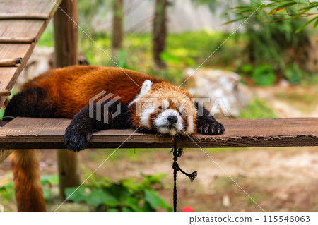小熊貓正在午睡(石川動物園) 小熊貓正在午睡(石川動物園) 115546063