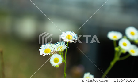 Flowers Flowers 115546109