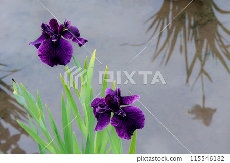 鳶尾花綻放出多種色彩，不斷撫慰著人們的心靈。 115546182