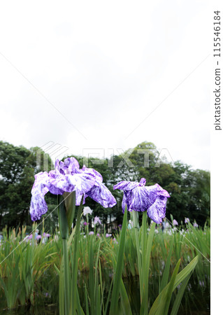 Colorful irises continue to bloom and soothe people's hearts 115546184