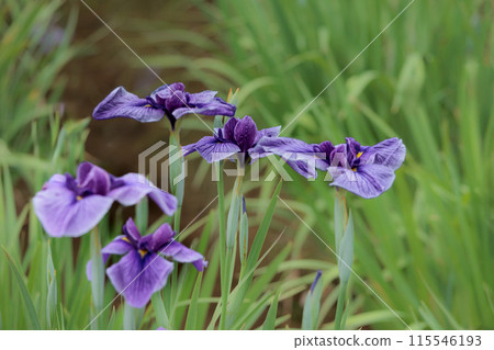 鳶尾花綻放出多種色彩,不斷撫慰著人們的心靈。 鳶尾花綻放出多種色彩,不斷撫慰著人們的心靈。 115546193