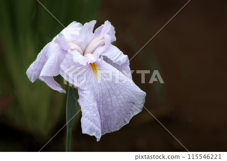 Colorful irises continue to bloom and soothe people's hearts 115546221