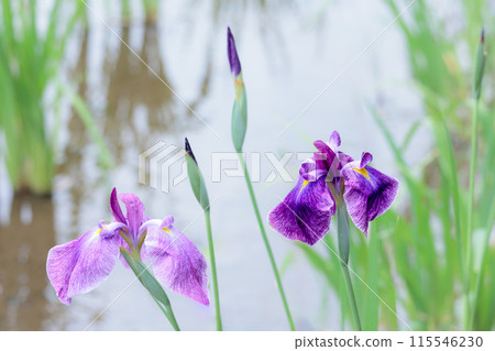 Colorful irises continue to bloom and soothe people's hearts 115546230