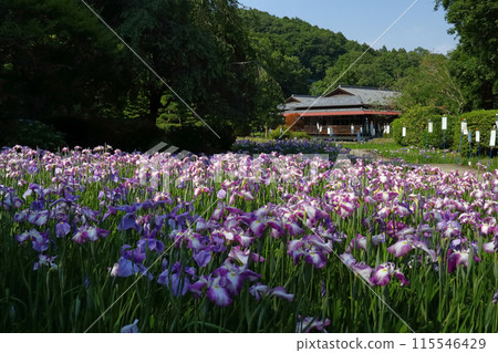 Romantic Ibaraki (The Iris Festival in the village beloved by Tokugawa Mitsukuni, with the travelogue of Mito Komon hidden in a tanzaku poem) Hitachiota City 115546429