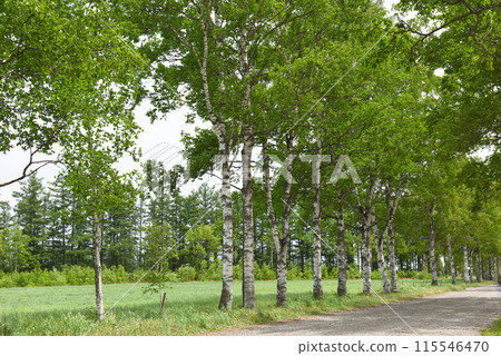 Shirakaba tree lined with Tokachi ranch 115546470
